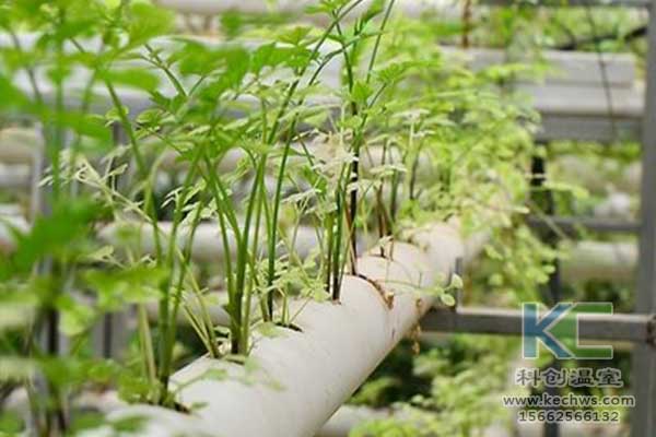 無土栽培，無土栽培技術，無土栽培設備