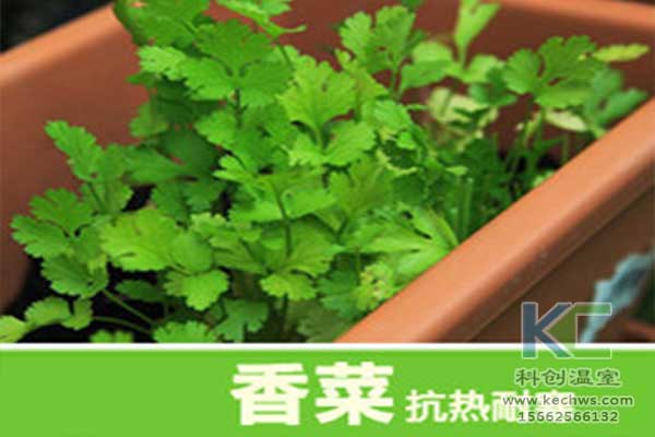 無土栽培，無土栽培技術(shù)，無土栽培設(shè)備