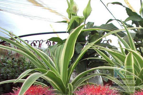 無土栽培，無土栽培技術，無土栽培設備