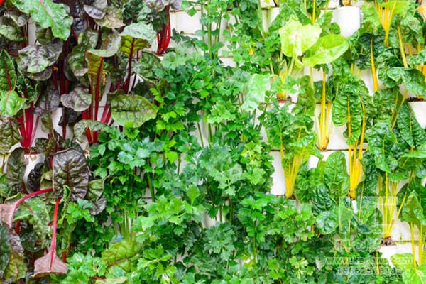 無土栽培，無土栽培技術，無土栽培設備