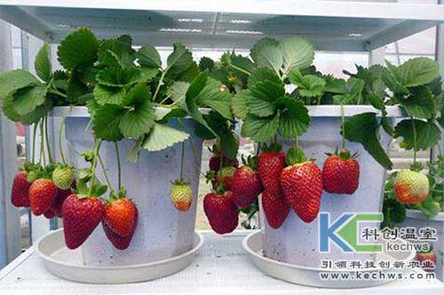 無土栽培，無土栽培技術，無土栽培設備