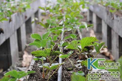 無土栽培，無土栽培技術(shù)，無土栽培設(shè)備