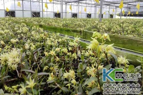 無(wú)土栽培，無(wú)土栽培技術(shù)，無(wú)土栽培設(shè)備