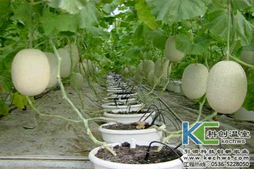 無(wú)土栽培，無(wú)土栽培技術(shù)，無(wú)土栽培設(shè)備