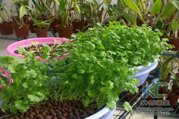 無土栽培，無土栽培技術，無土栽培設備