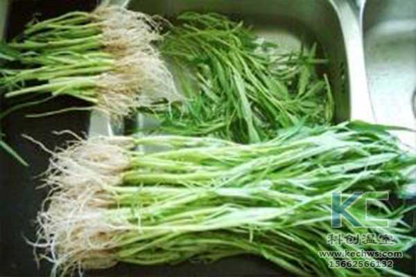 無土栽培，無土栽培技術，無土栽培設備