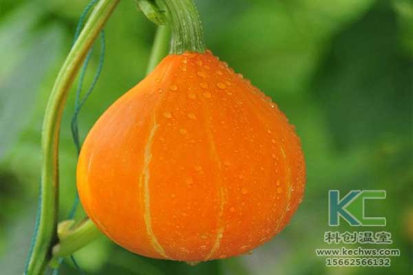 無土栽培，無土栽培技術，無土栽培設備