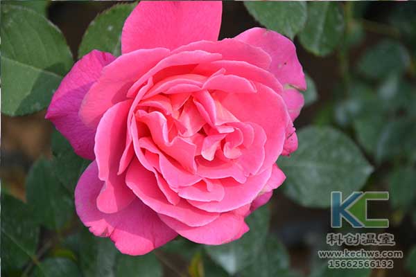 無土栽培，無土栽培技術，無土栽培設備