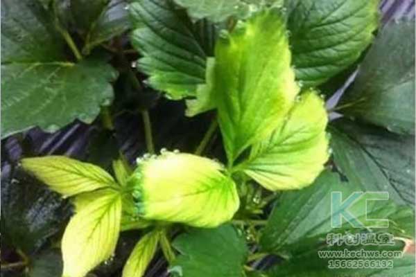 無土栽培，無土栽培技術