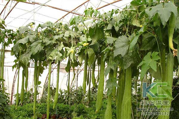 無(wú)土栽培，無(wú)土栽培技術(shù)，無(wú)土栽培設(shè)備