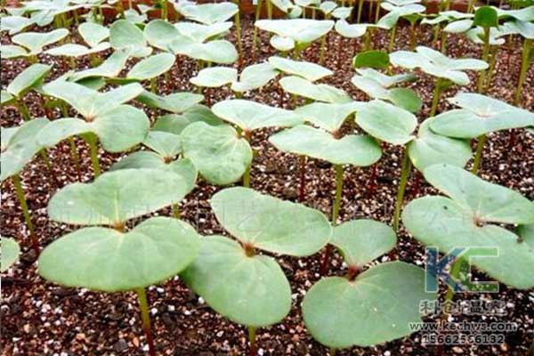 無土栽培，無土栽培技術，無土栽培設備