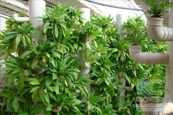 無土栽培，無土栽培技術，無土栽培設備