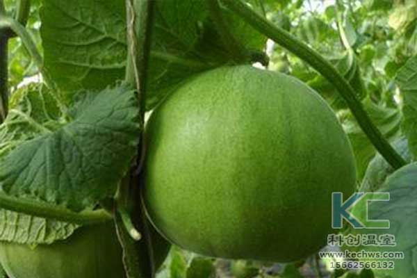 無土栽培，無土栽培技術(shù)，無土栽培設(shè)備