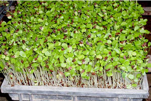 無土栽培，無土栽培技術，無土栽培設備