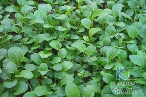 無土栽培，無土栽培技術，無土栽培設備