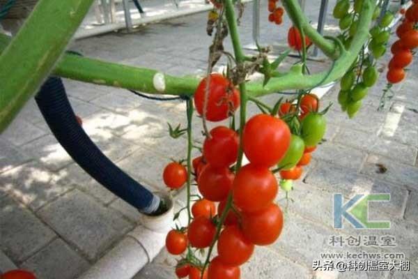 無土栽培,無土栽培技術(shù),無土栽培設(shè)備