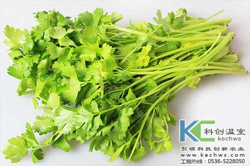 無(wú)土栽培,無(wú)土栽培技術(shù),無(wú)土栽培設(shè)備