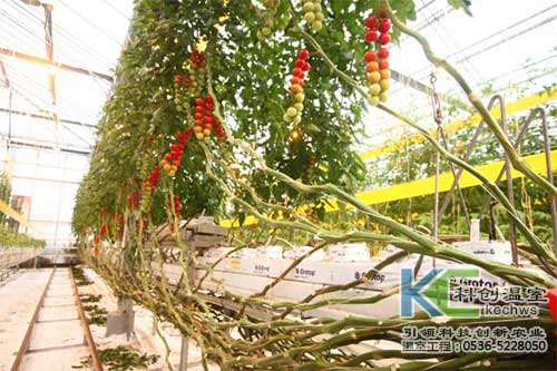 無土栽培，無土栽培技術，無土栽培設備