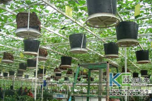 無土栽培，無土栽培技術，無土栽培設備