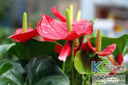 無土栽培，無土栽培技術，無土栽培設備