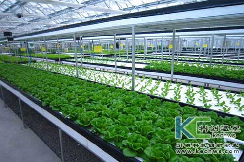 無土栽培,無土栽培技術,營養液膜無土栽培