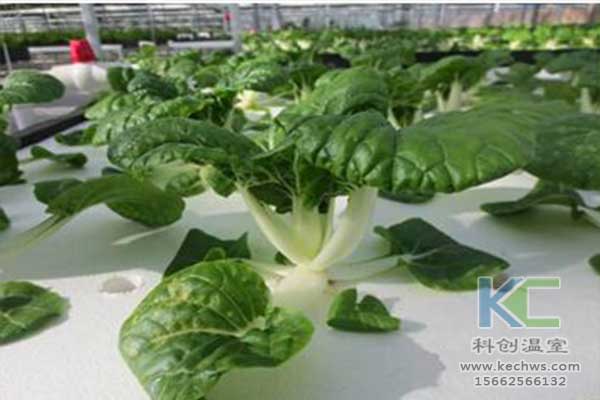 無土栽培，無土栽培技術(shù)，無土栽培設(shè)備