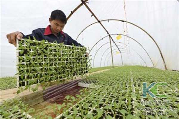 無土栽培，無土栽培技術(shù)，無土栽培設(shè)備