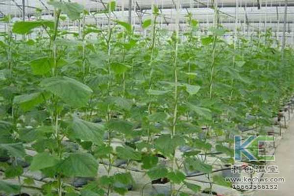 無土栽培，無土栽培技術(shù)，無土栽培設(shè)備