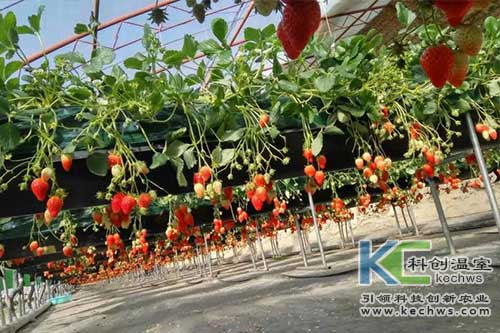 無土栽培，無土栽培技術(shù)，無土栽培設(shè)備