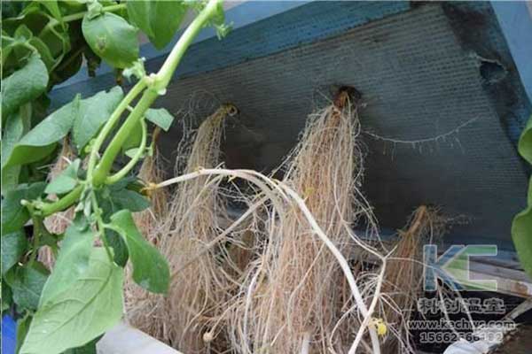 無土栽培，無土栽培技術，無土栽培設備