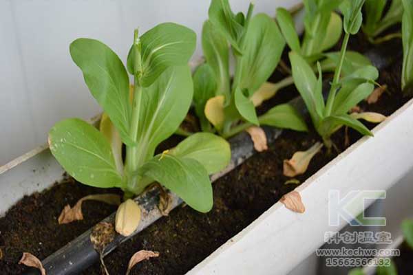 無(wú)土栽培，無(wú)土栽培技術(shù)，無(wú)土栽培設(shè)備