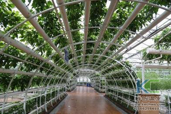 無(wú)土栽培，無(wú)土栽培技術(shù)，無(wú)土栽培設(shè)備