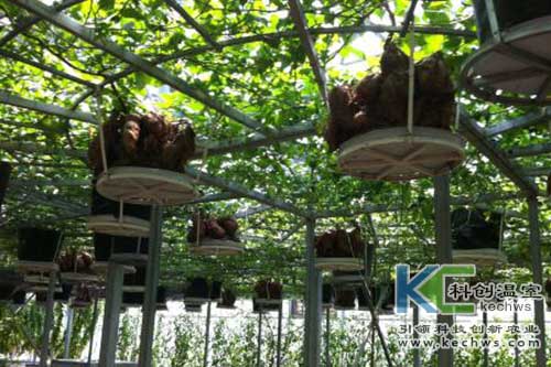 無土栽培，無土栽培技術，無土栽培設備