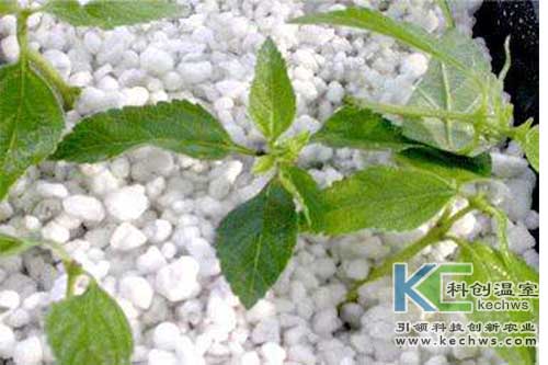 無(wú)土栽培,基質(zhì)