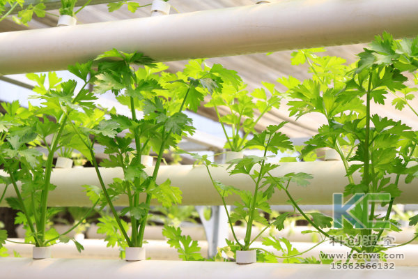 無土栽培，無土栽培技術，無土栽培設備，溫室大棚