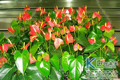 無土栽培，無土栽培技術(shù)，無土栽培設(shè)備