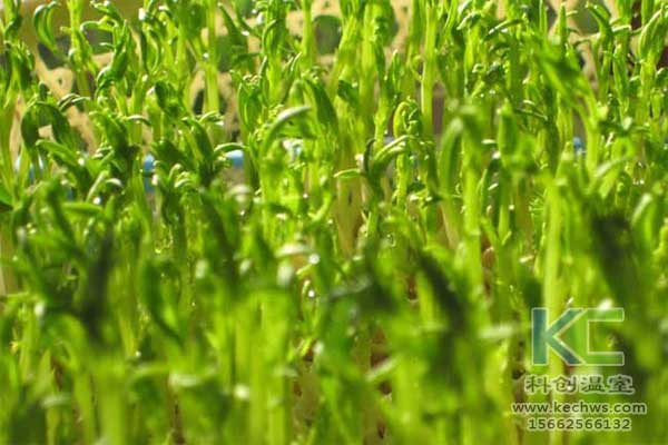 無土栽培，無土栽培基質