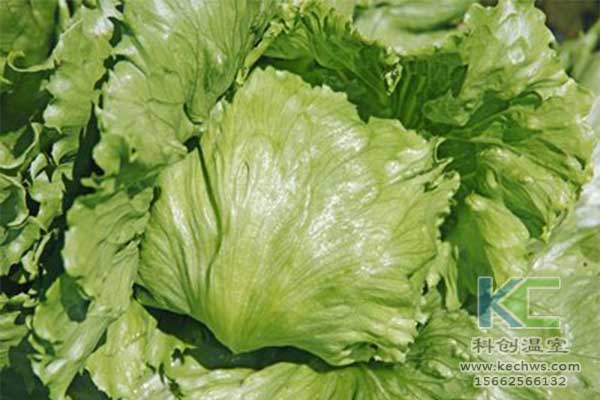 無土栽培，無土栽培技術