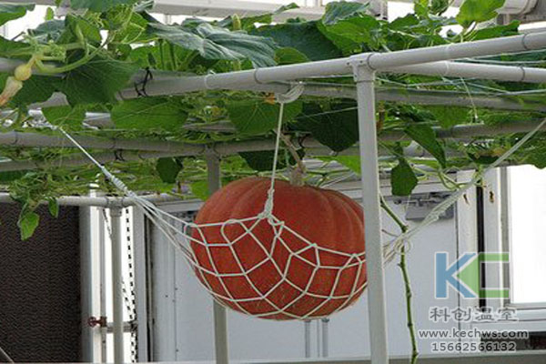 無(wú)土栽培技術(shù)，魚(yú)菜共生系統(tǒng)，無(wú)土栽培，溫室大棚