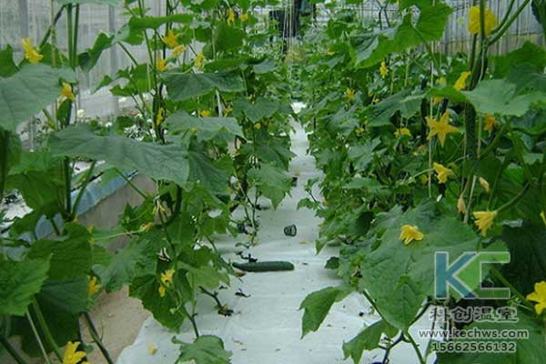 無土栽培，無土栽培技術(shù)，無土栽培設(shè)備