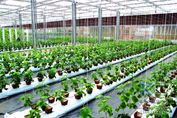 無土栽培，無土栽培技術(shù)，無土栽培設(shè)備