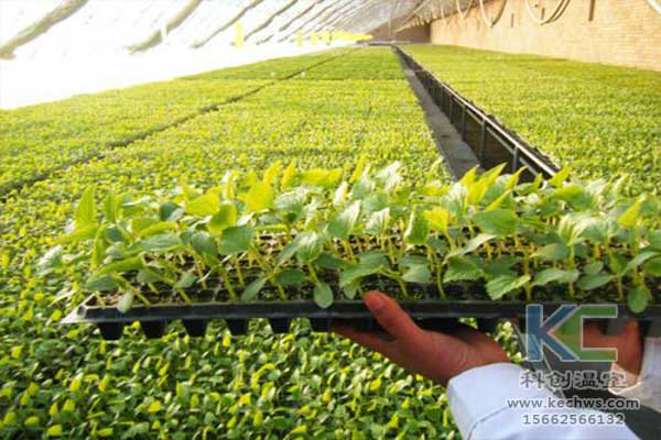 無土栽培，無土栽培技術(shù)，無土栽培設(shè)備