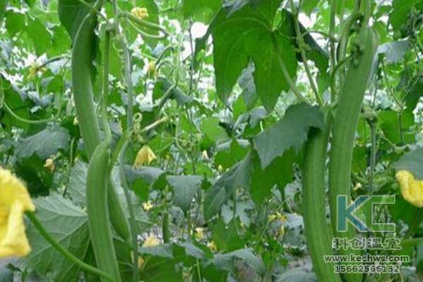 無土栽培，無土栽培技術