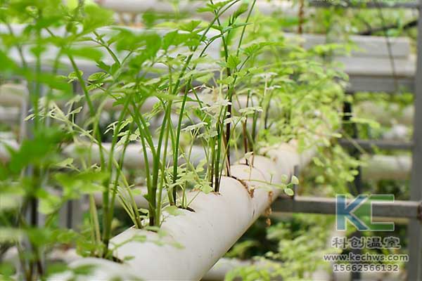 無土栽培，無土栽培技術
