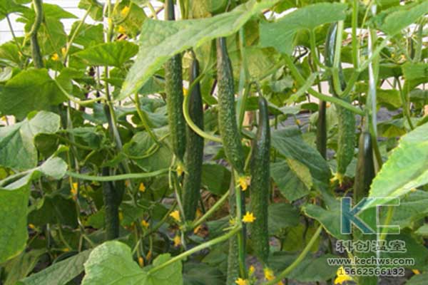 無土栽培，無土栽培技術，無土栽培設備
