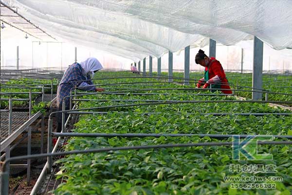 無土栽培，無土栽培技術，無土栽培設備