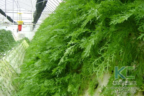 無土栽培，無土栽培技術，無土栽培設備