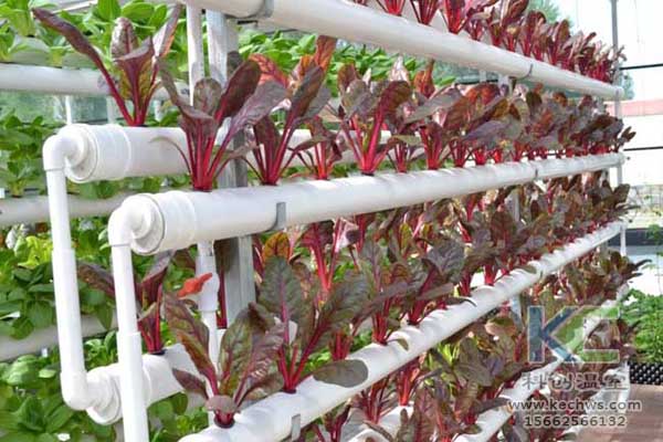 無土栽培,無土栽培技術(shù),無土栽培設(shè)備