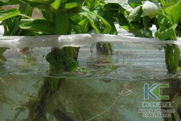 有機(jī)蔬菜栽培，無土栽培技術(shù)，無土栽培，溫室大棚