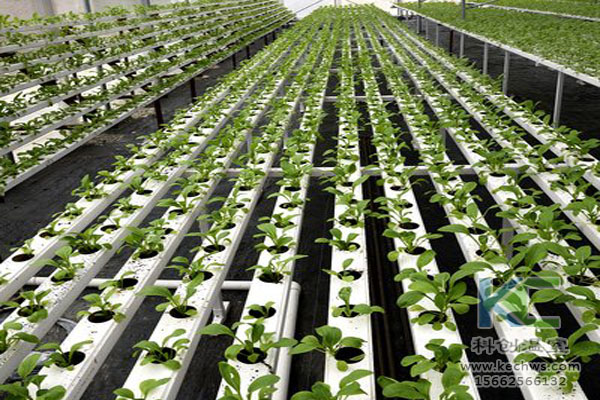 無土栽培技術，魚菜共生系統(tǒng)，無土栽培，溫室大棚
